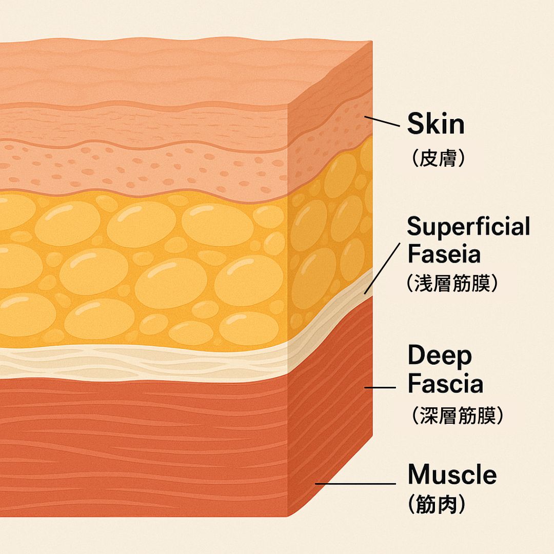 お顔の断面図。皮膚・脂肪・浅層筋膜(SMAS)・深層筋膜・筋肉の5層構造