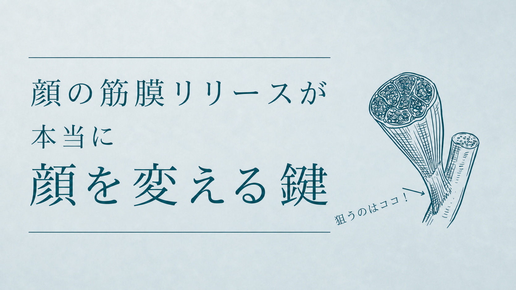 筋膜リリースで顔が変わる理由｜COREFITとFace Pointerの本当の効果