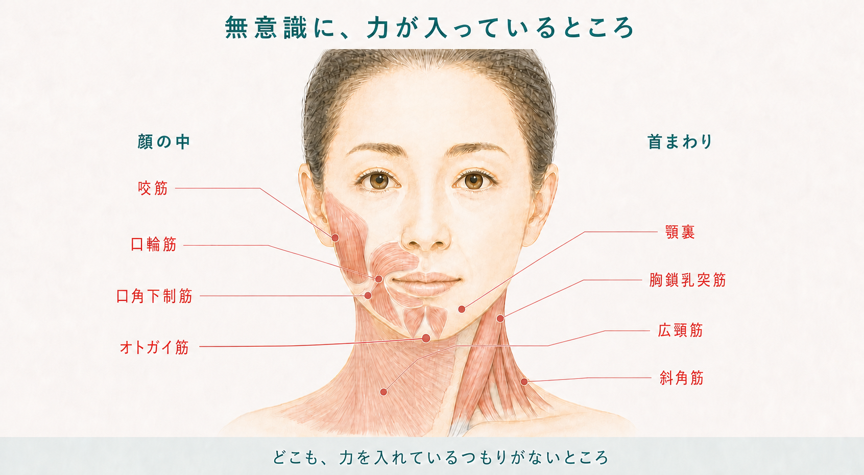 無意識に力が入っているところ。顔の中は咬筋・口輪筋・口角下制筋・オトガイ筋、首まわりは顎裏・胸鎖乳突筋・広頸筋・斜角筋