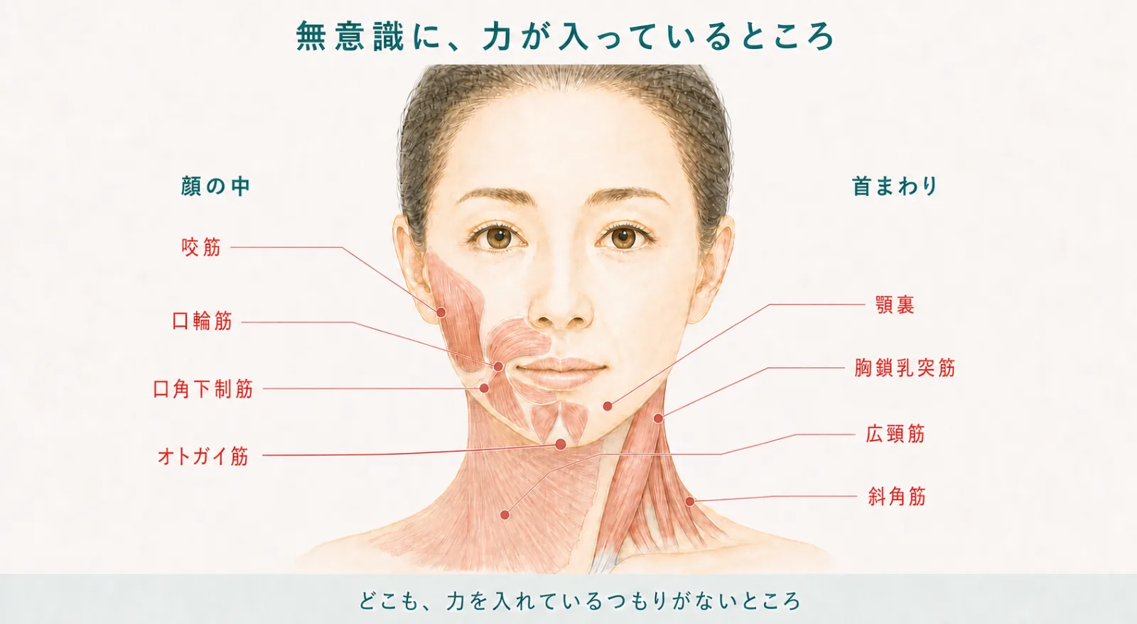無意識に力が入っているところ。顔の中は咬筋・口輪筋・口角下制筋・オトガイ筋、首まわりは顎裏・胸鎖乳突筋・広頸筋・斜角筋