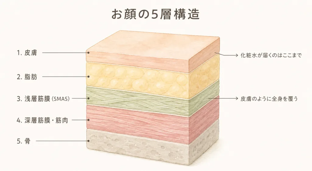 お顔の5層構造。皮膚・脂肪・浅層筋膜(SMAS)・深層筋膜と筋肉・骨。化粧水が届くのは皮膚まで