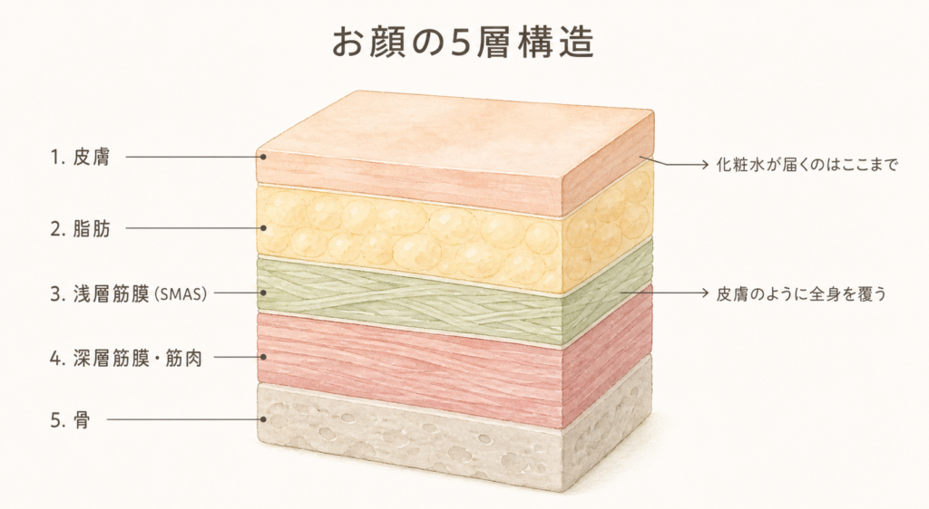 お顔の5層構造。皮膚・脂肪・浅層筋膜（SMAS）・深層筋膜と筋肉・骨。化粧水が届くのは皮膚まで