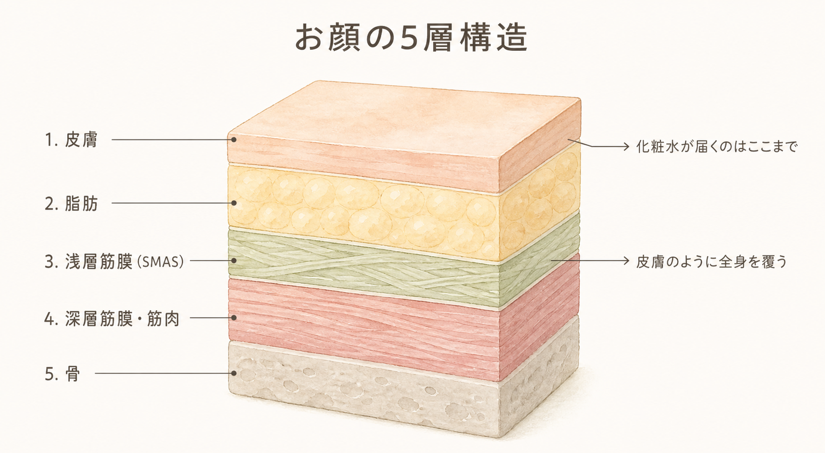 お顔の5層構造。皮膚・脂肪・浅層筋膜(SMAS)・深層筋膜と筋肉・骨