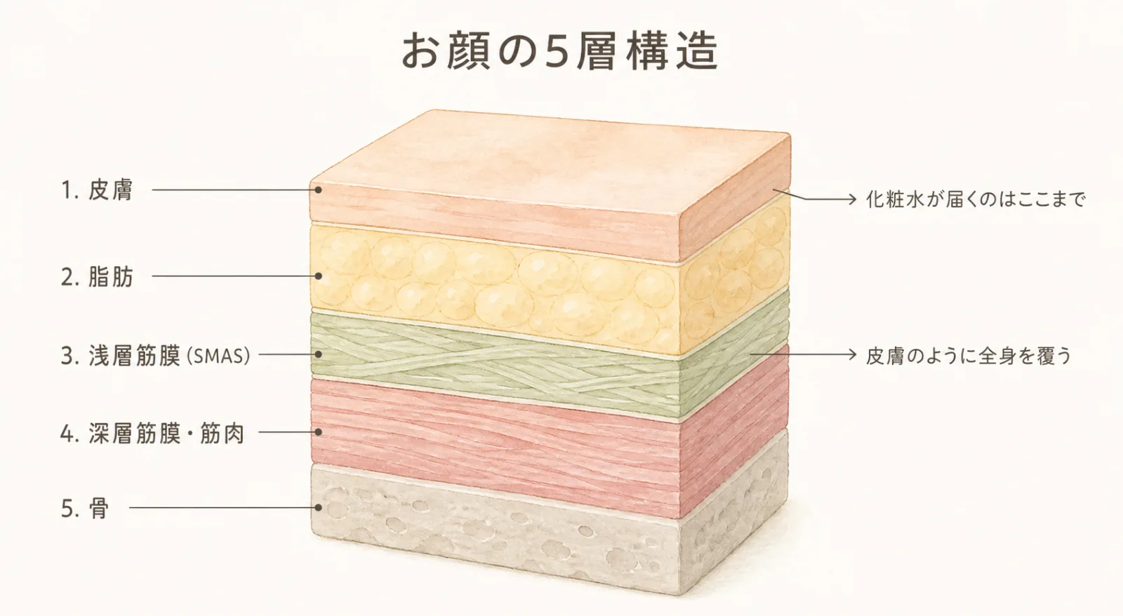 お顔の5層構造。皮膚・脂肪・浅層筋膜（SMAS）・深層筋膜と筋肉・骨