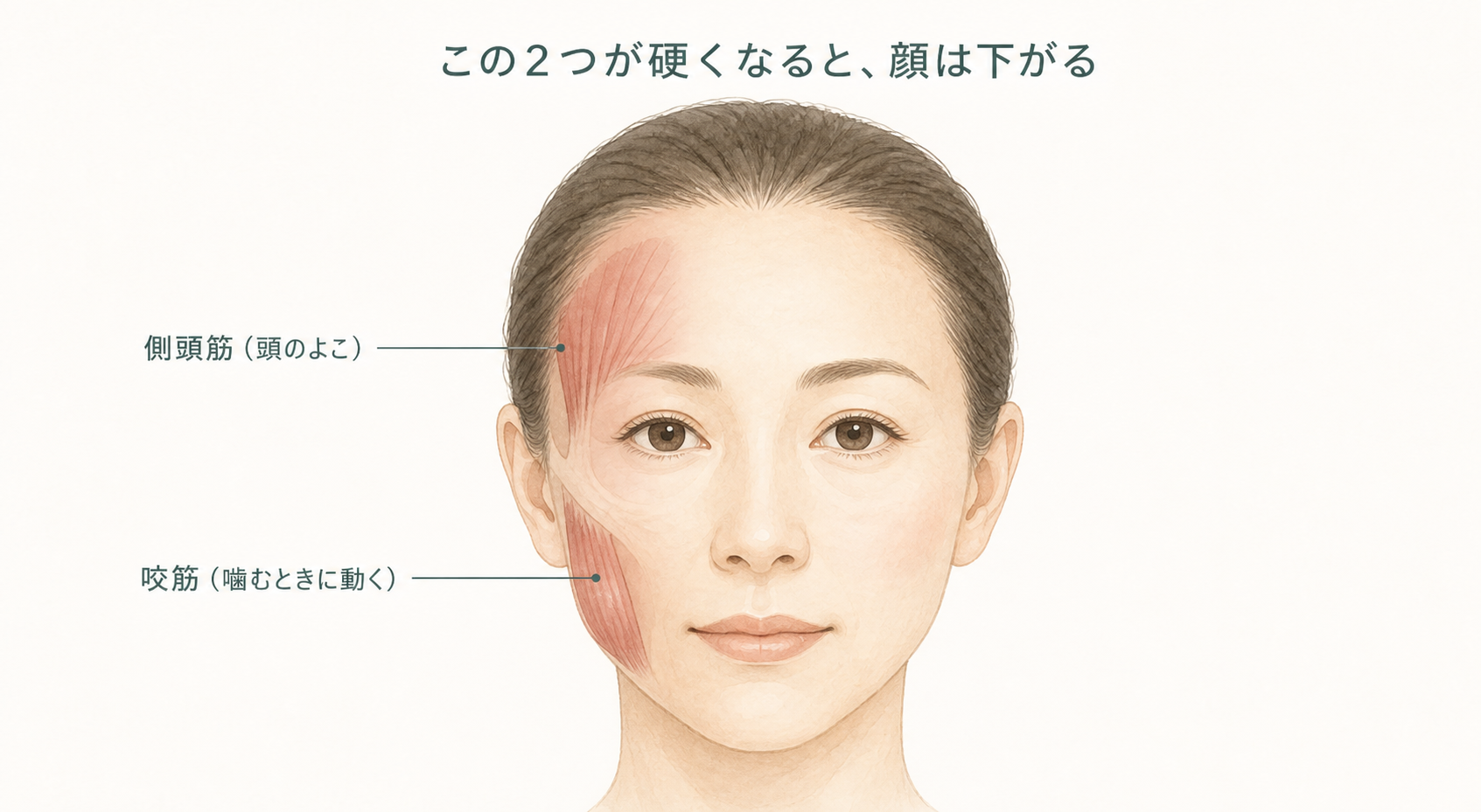 顔の片側に側頭筋と咬筋が透けて見えているイラスト。この2つが硬くなると顔は下がる