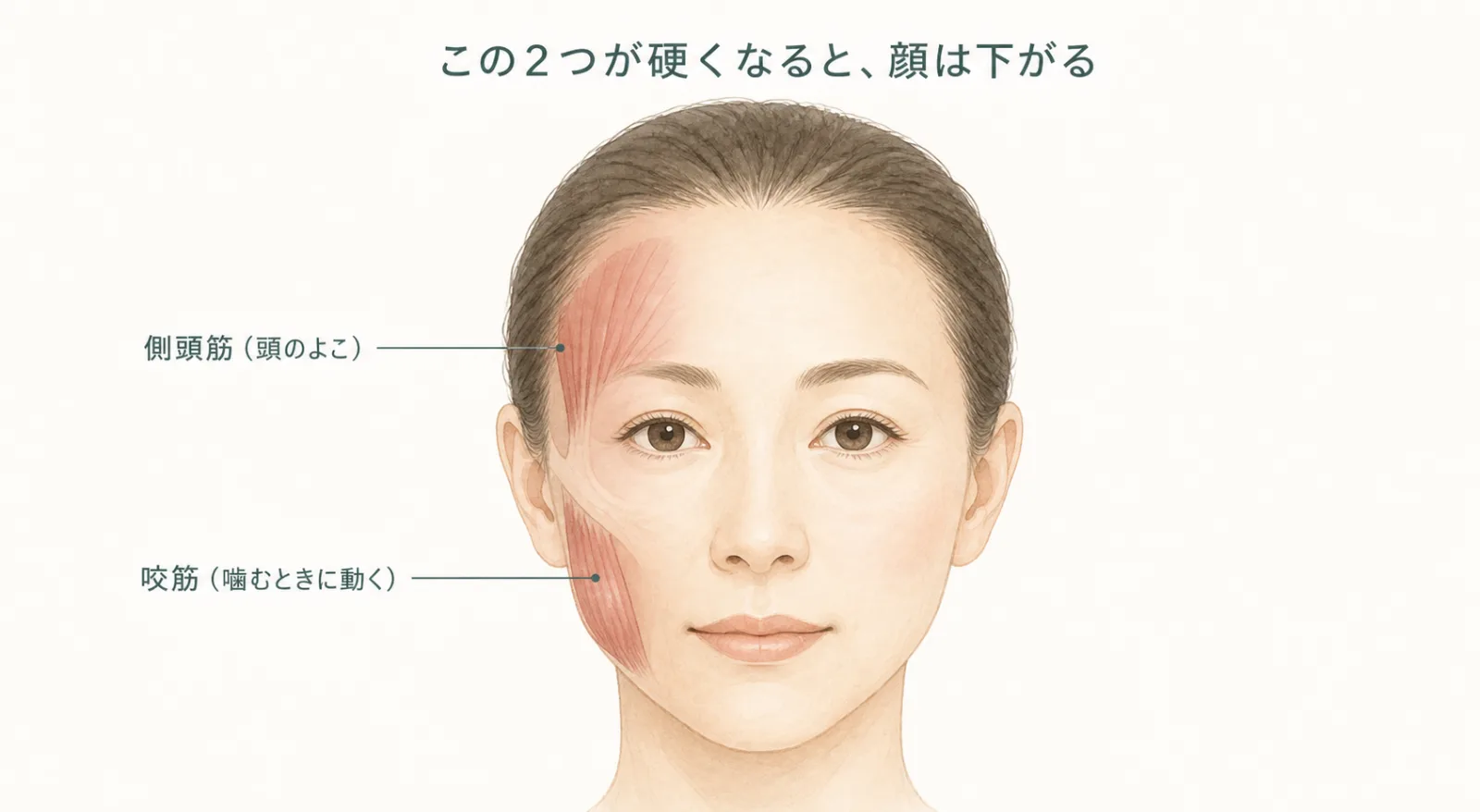 顔の片側に側頭筋と咬筋が透けて見えているイラスト。この2つが硬くなると顔は下がる