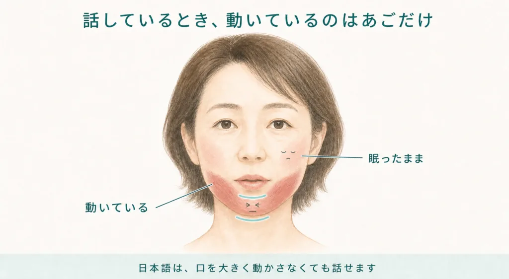 話しているとき動いているのはあごだけで、頬の筋肉は使われていない図